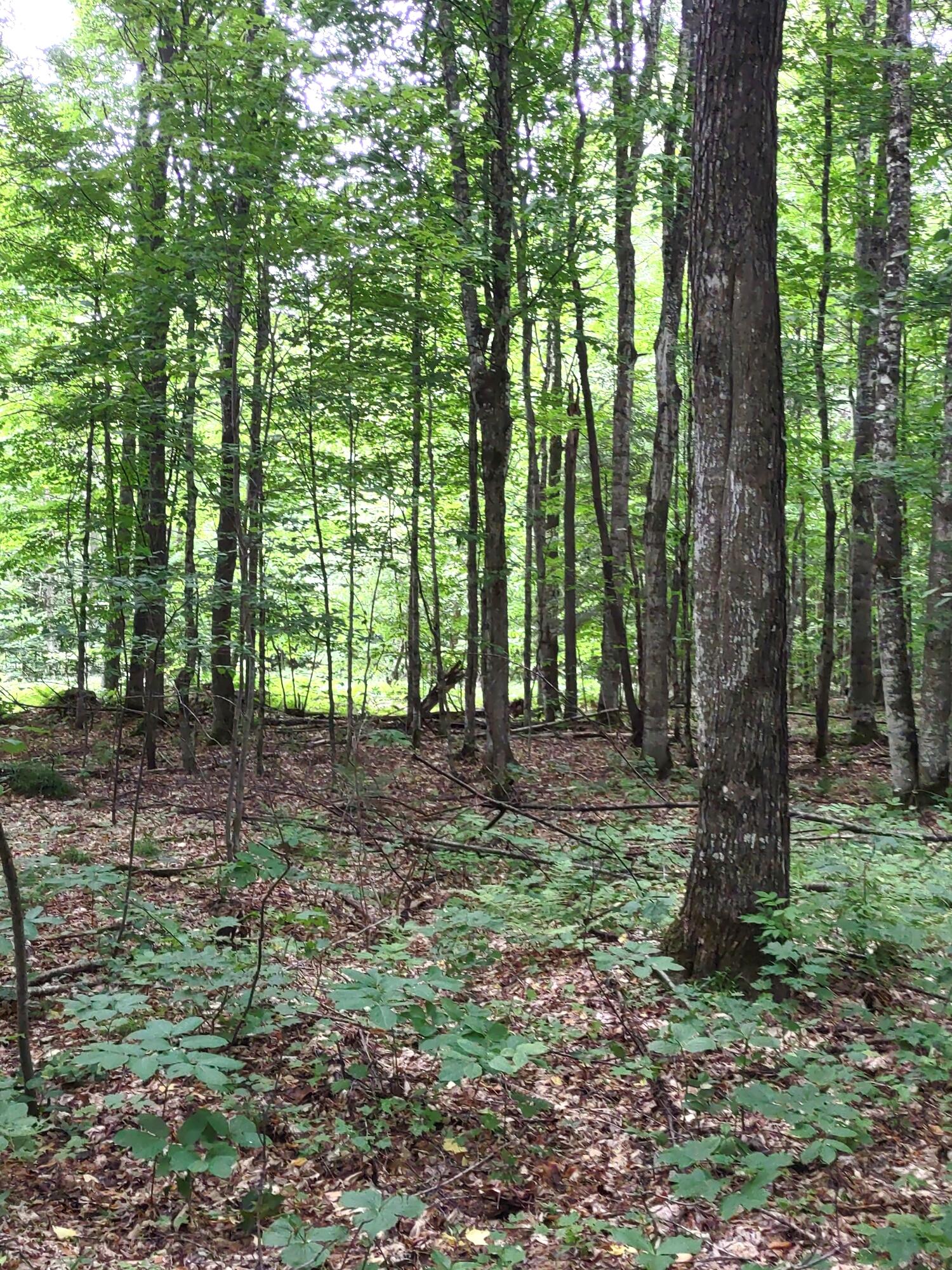 McMillan, Michigan 49853, United States, ,Land,Active,81963