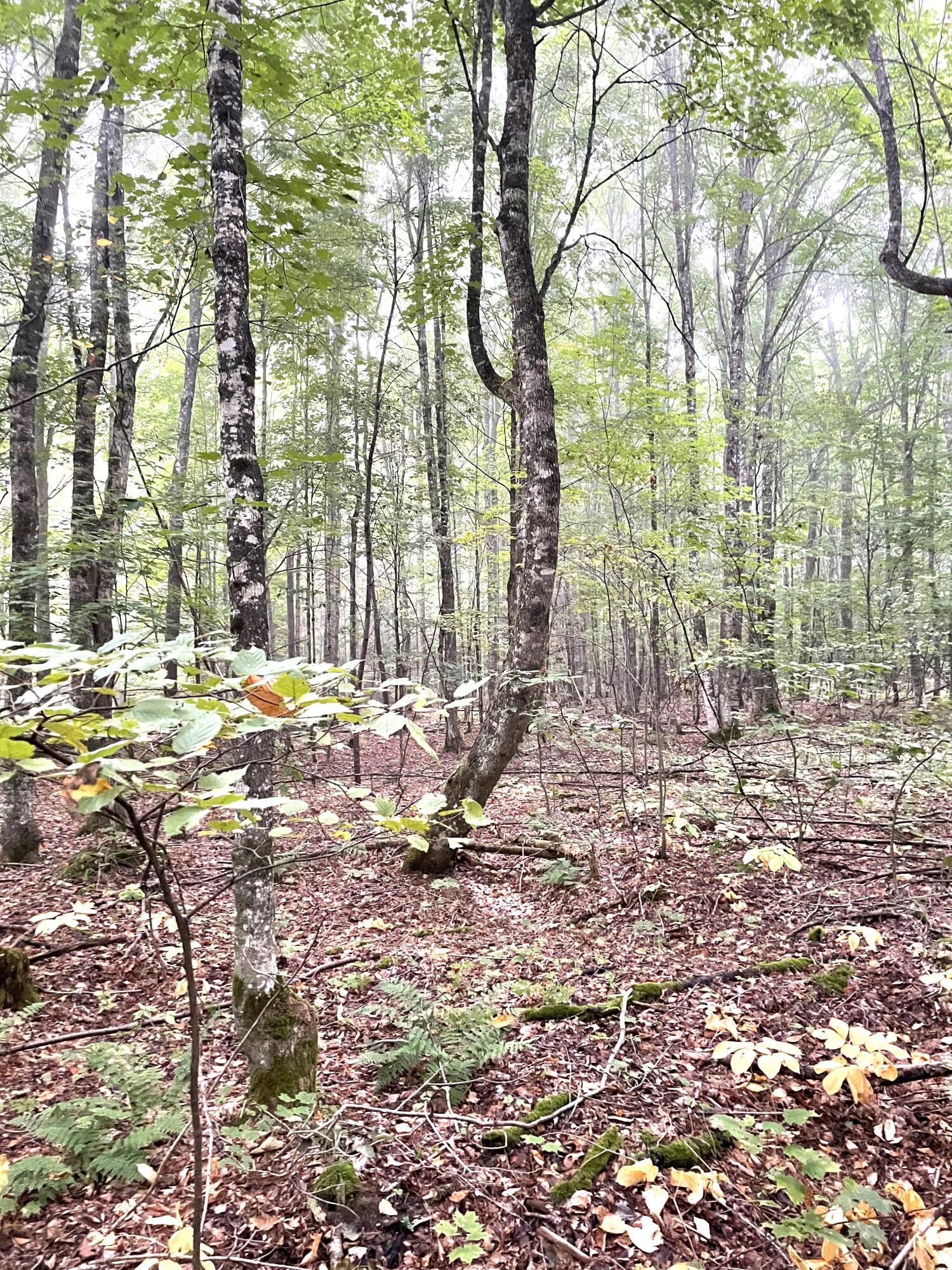 McMillan, Michigan 49853, United States, ,Land,Active,81963