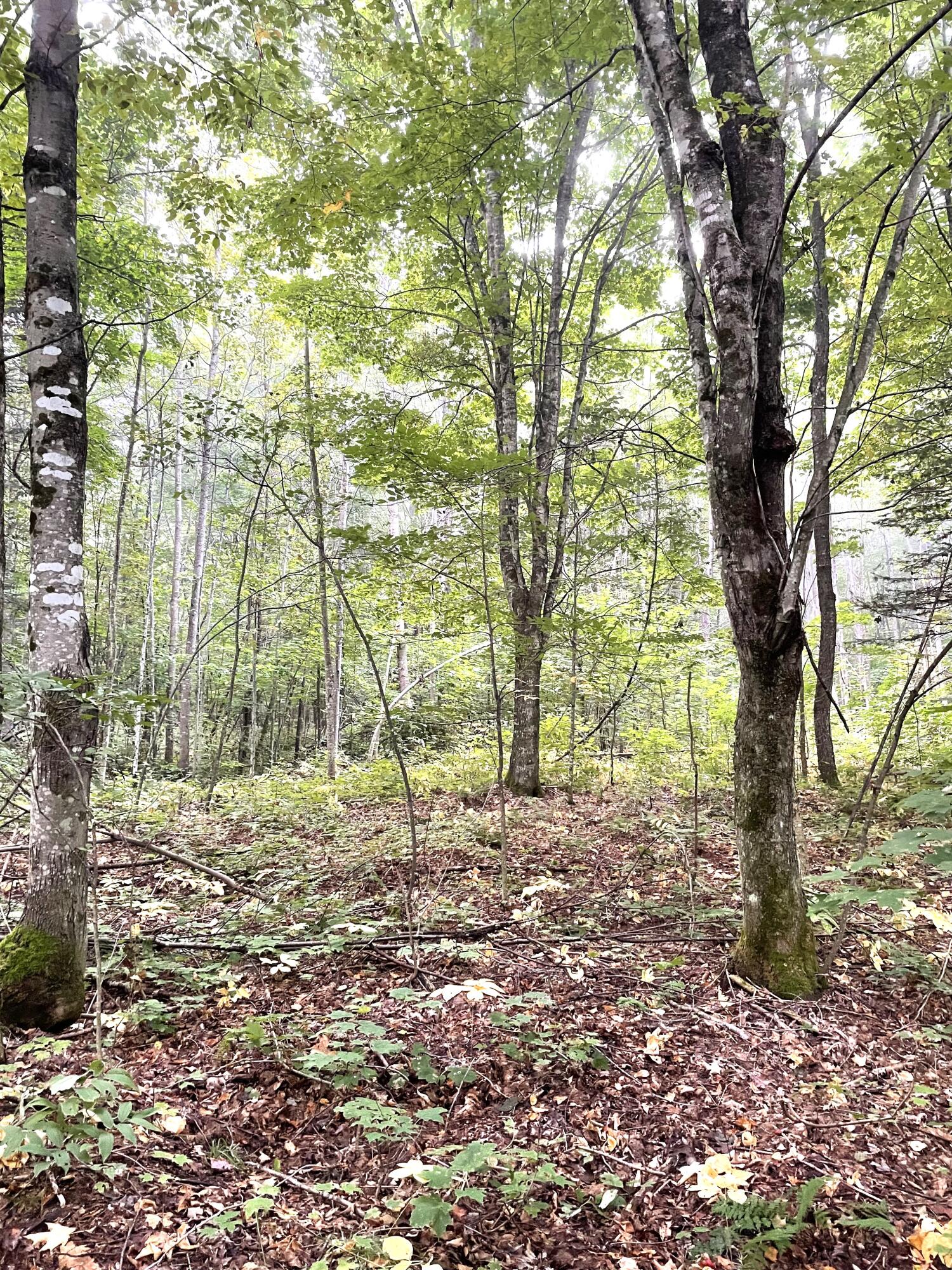 McMillan, Michigan 49853, United States, ,Land,Active,81963