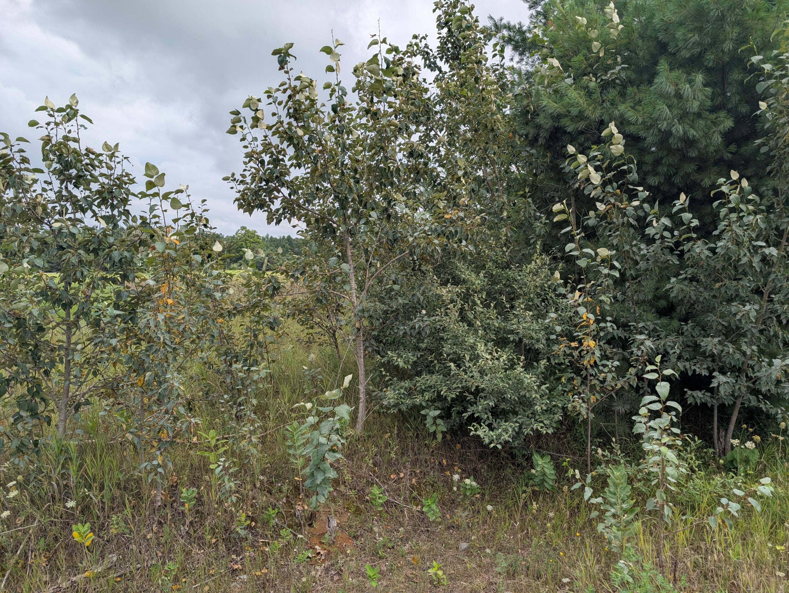 Cheboygan, Michigan 49721, United States, ,Land,Active,189914