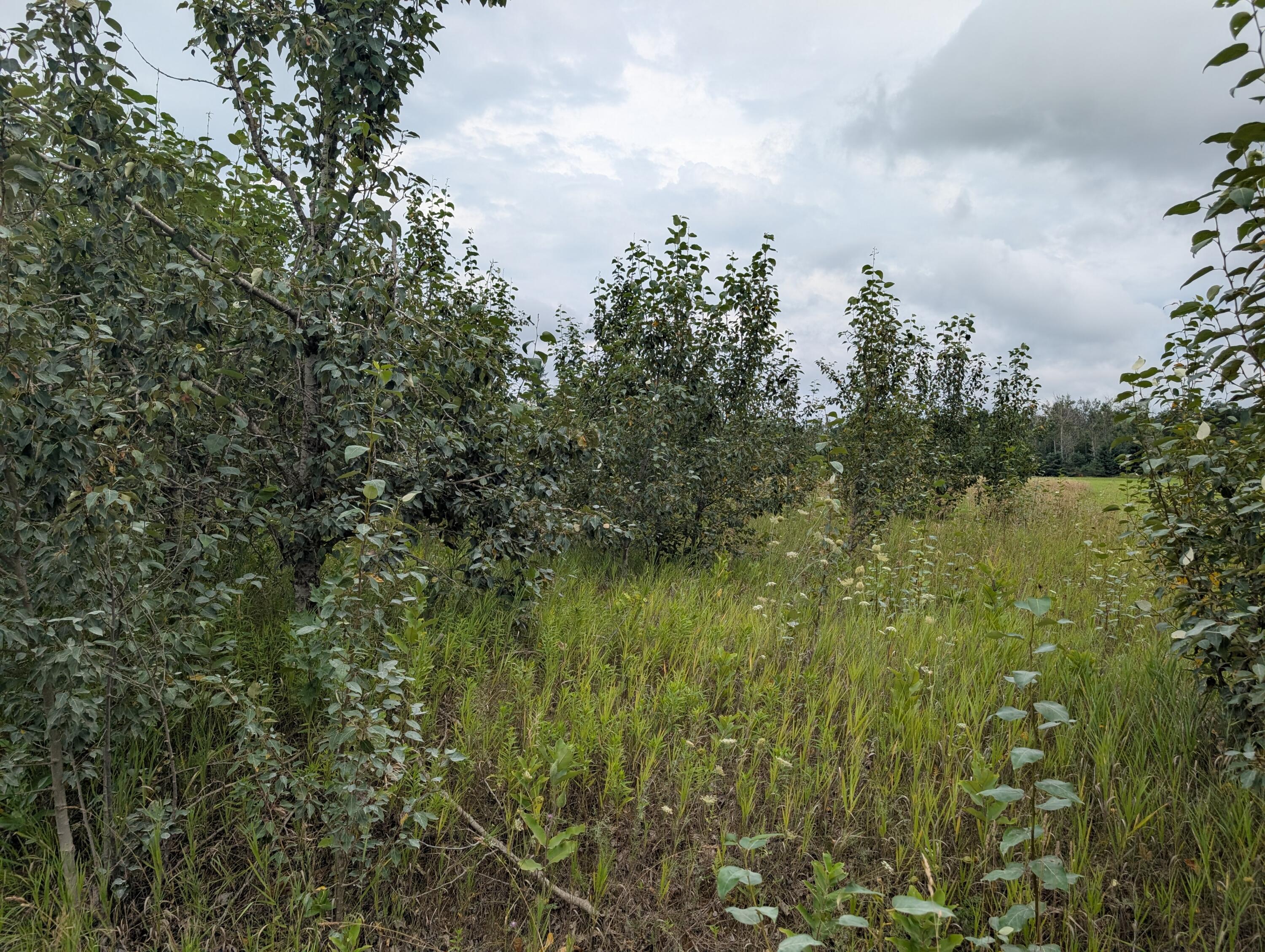 Cheboygan, Michigan 49721, United States, ,Land,Active,189914