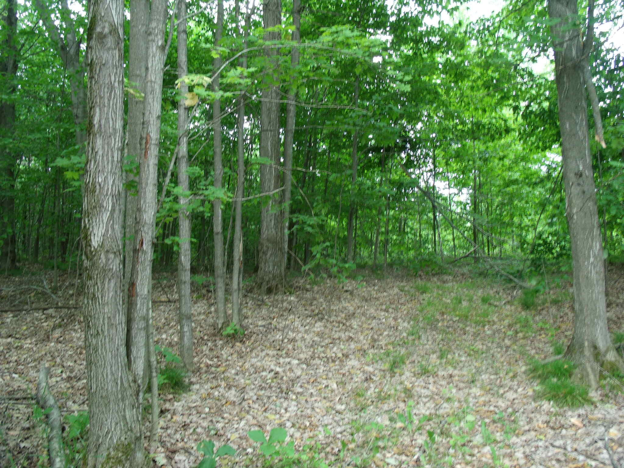 Wolverine, Michigan 49799, United States, 3 Bedrooms Bedrooms, ,3 BathroomsBathrooms,Residential,Active,153903