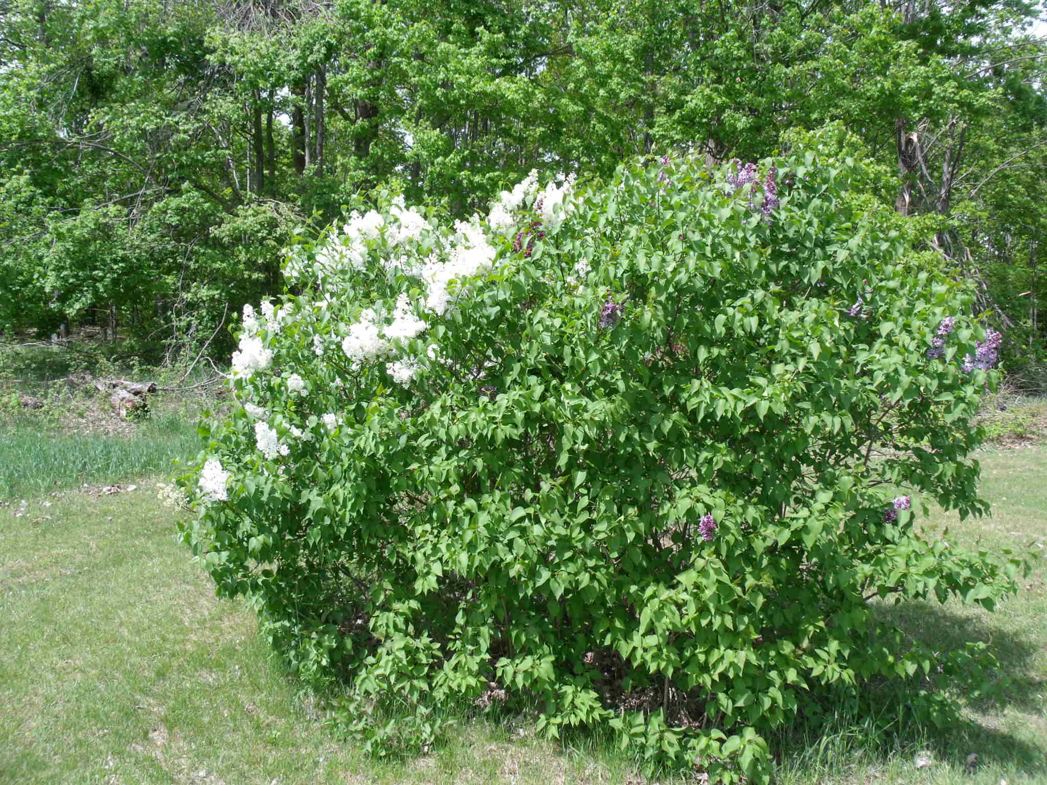 Wolverine, Michigan 49799, United States, 3 Bedrooms Bedrooms, ,3 BathroomsBathrooms,Residential,Active,153903