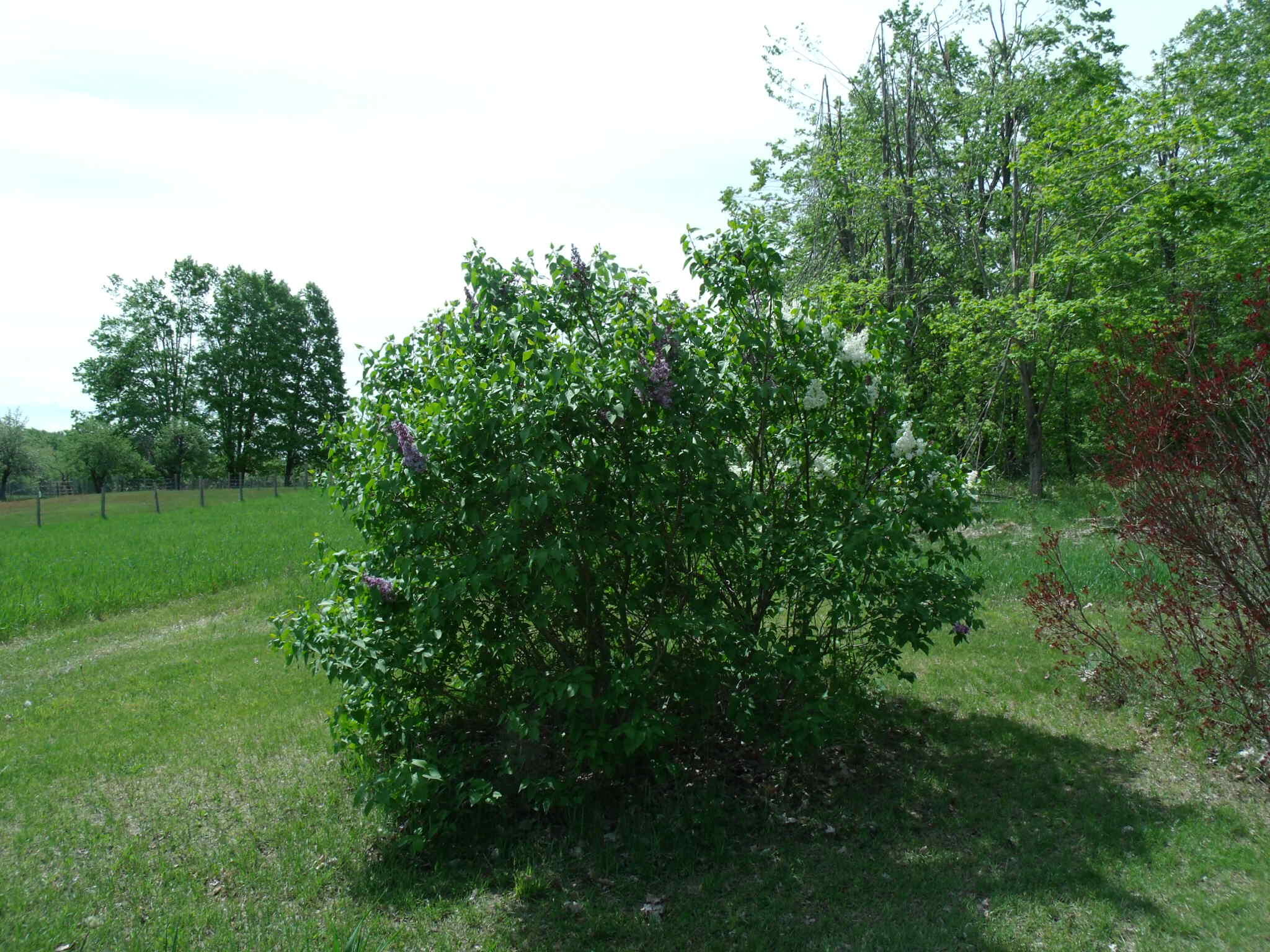 Wolverine, Michigan 49799, United States, 3 Bedrooms Bedrooms, ,3 BathroomsBathrooms,Residential,Active,153903