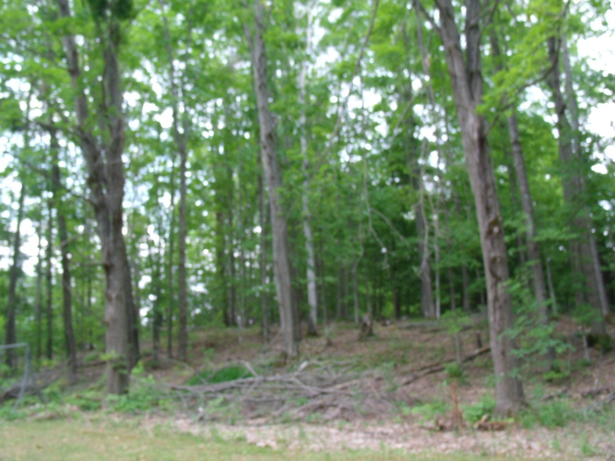 Wolverine, Michigan 49799, United States, 3 Bedrooms Bedrooms, ,3 BathroomsBathrooms,Residential,Active,153903