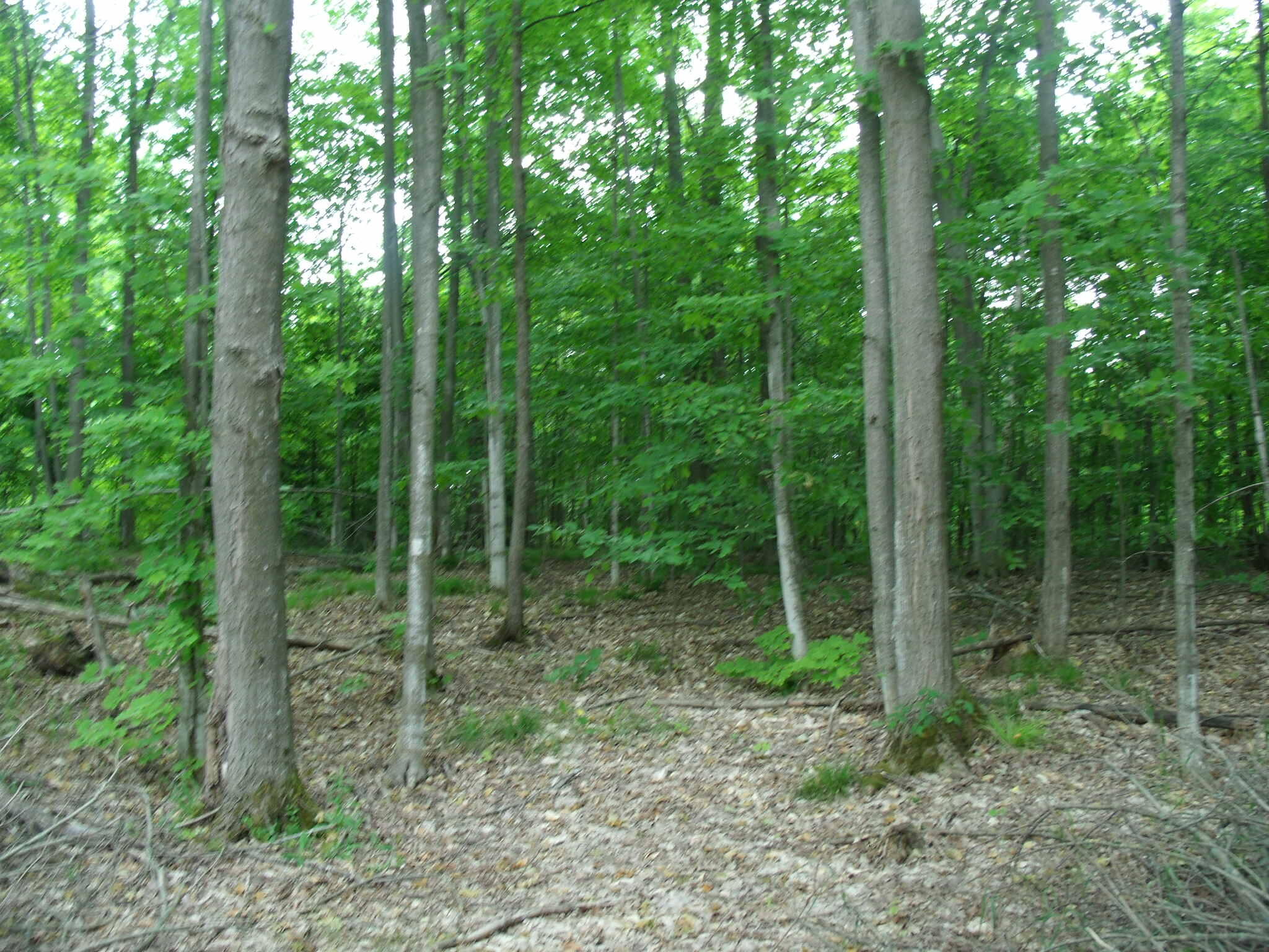 Wolverine, Michigan 49799, United States, 3 Bedrooms Bedrooms, ,3 BathroomsBathrooms,Residential,Active,153903