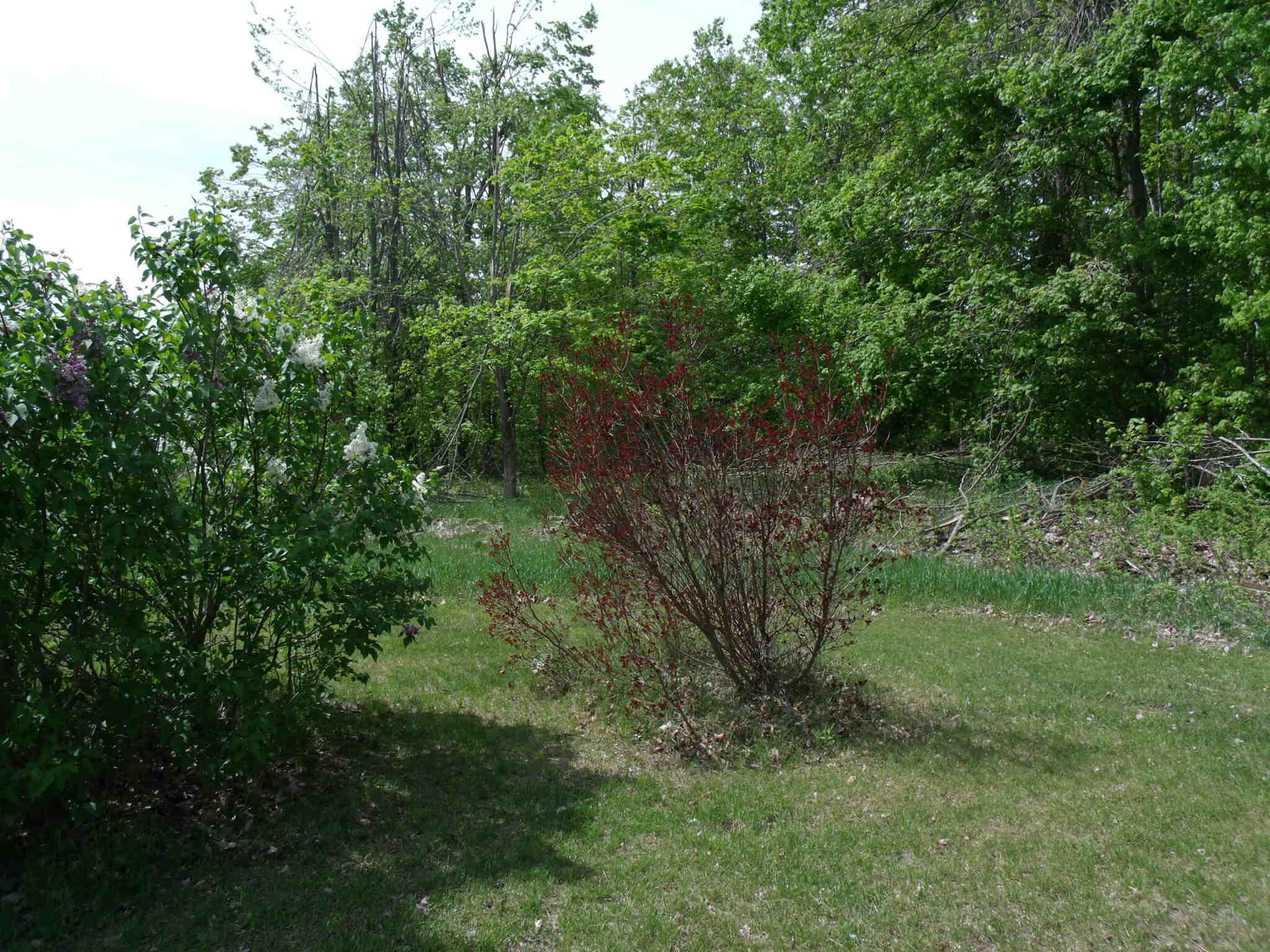 Wolverine, Michigan 49799, United States, 3 Bedrooms Bedrooms, ,3 BathroomsBathrooms,Residential,Active,153903