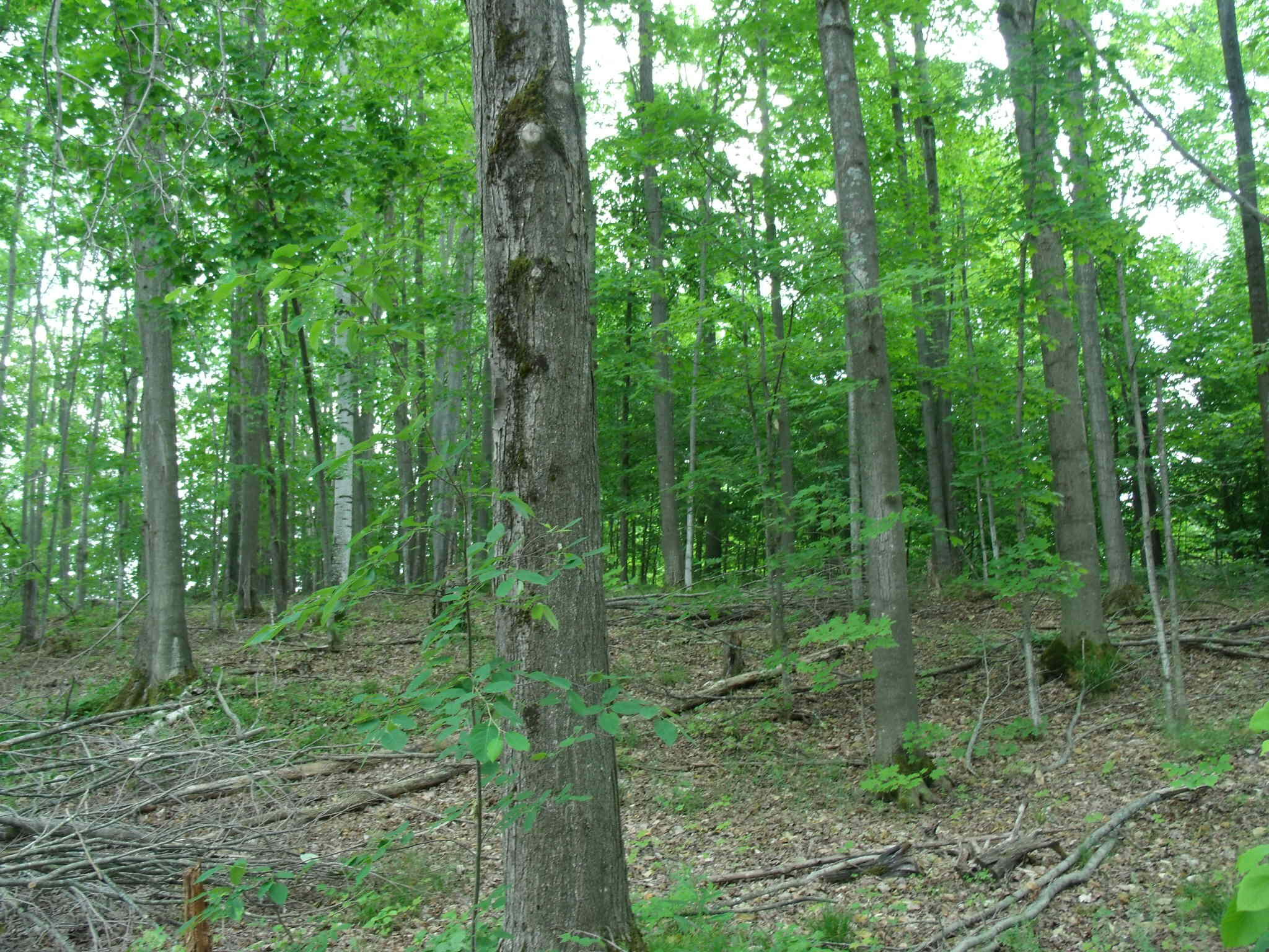 Wolverine, Michigan 49799, United States, 3 Bedrooms Bedrooms, ,3 BathroomsBathrooms,Residential,Active,153903