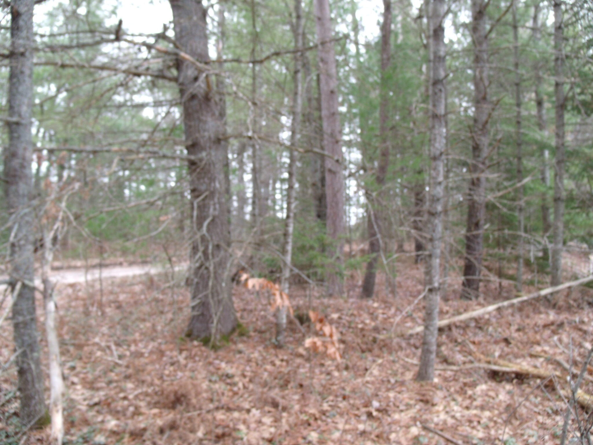 Indian River, Michigan 49749, United States, ,Land,Active,177428