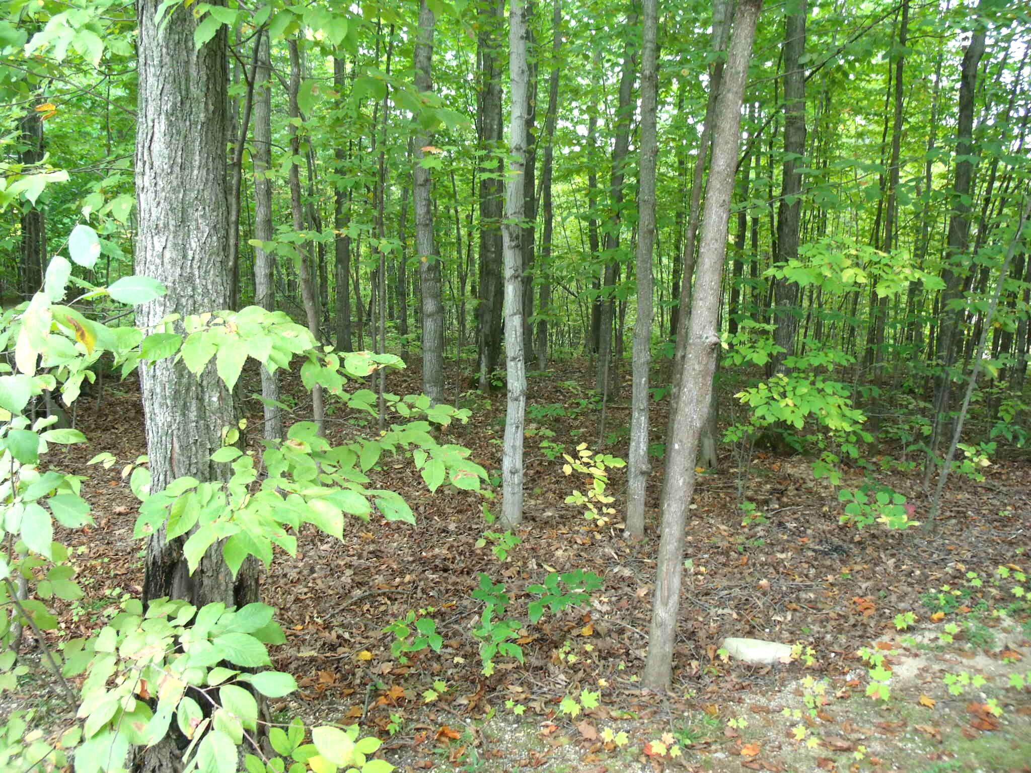 Wolverine, Michigan 49799, United States, 2 Bedrooms Bedrooms, ,2 BathroomsBathrooms,Residential,Active,217530