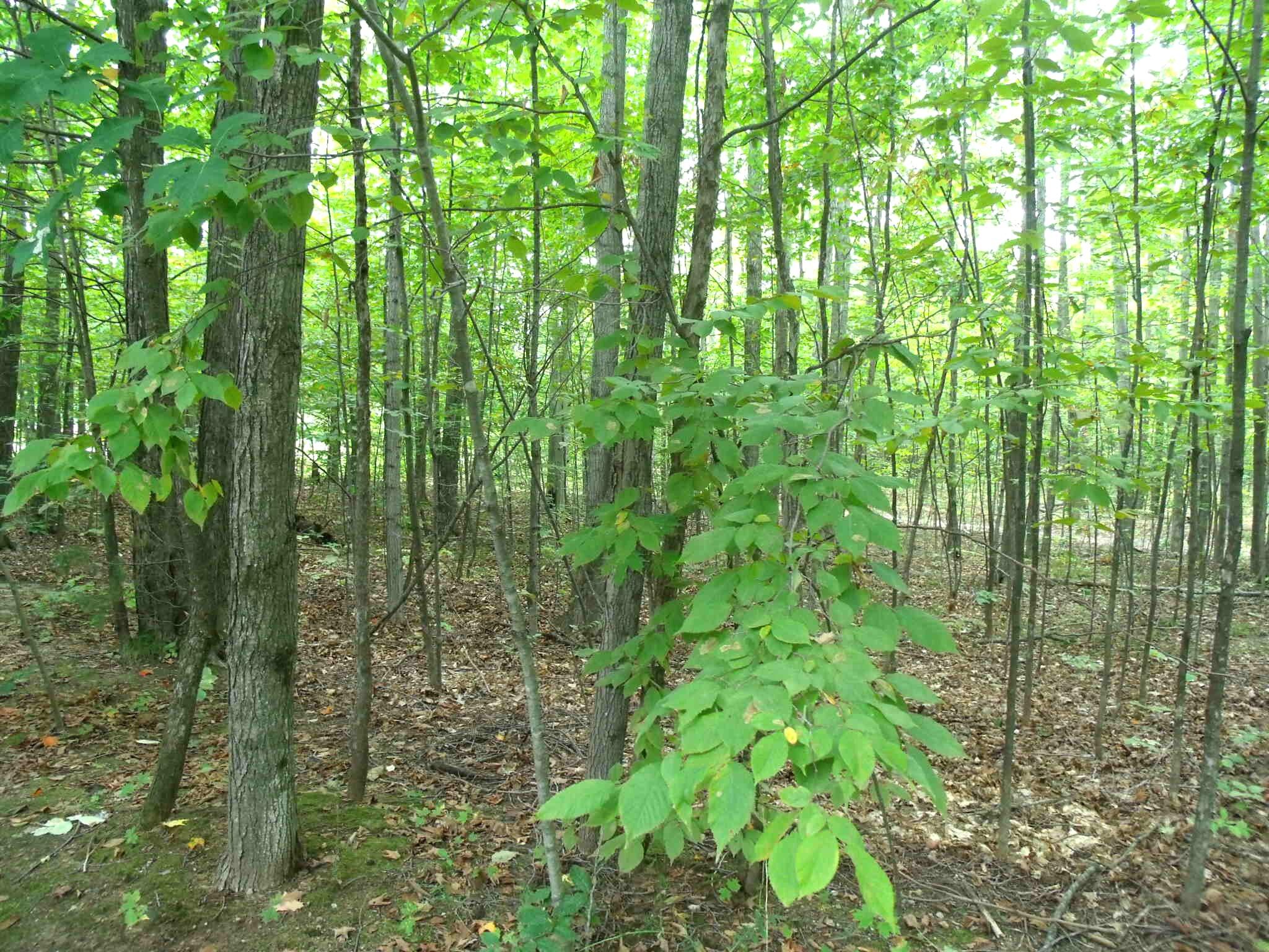 Wolverine, Michigan 49799, United States, 2 Bedrooms Bedrooms, ,2 BathroomsBathrooms,Residential,Active,217530