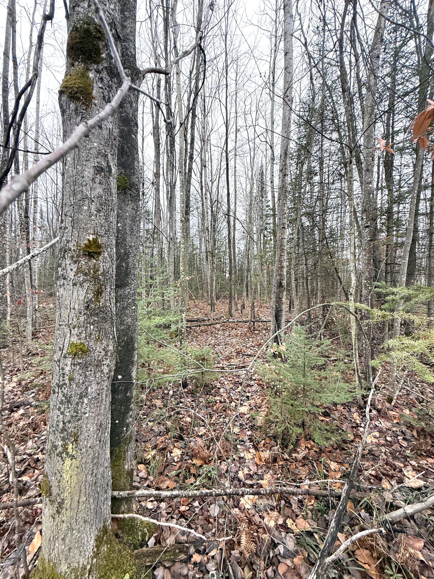 Cheboygan, Michigan 49721, United States, ,Land,Active,249049