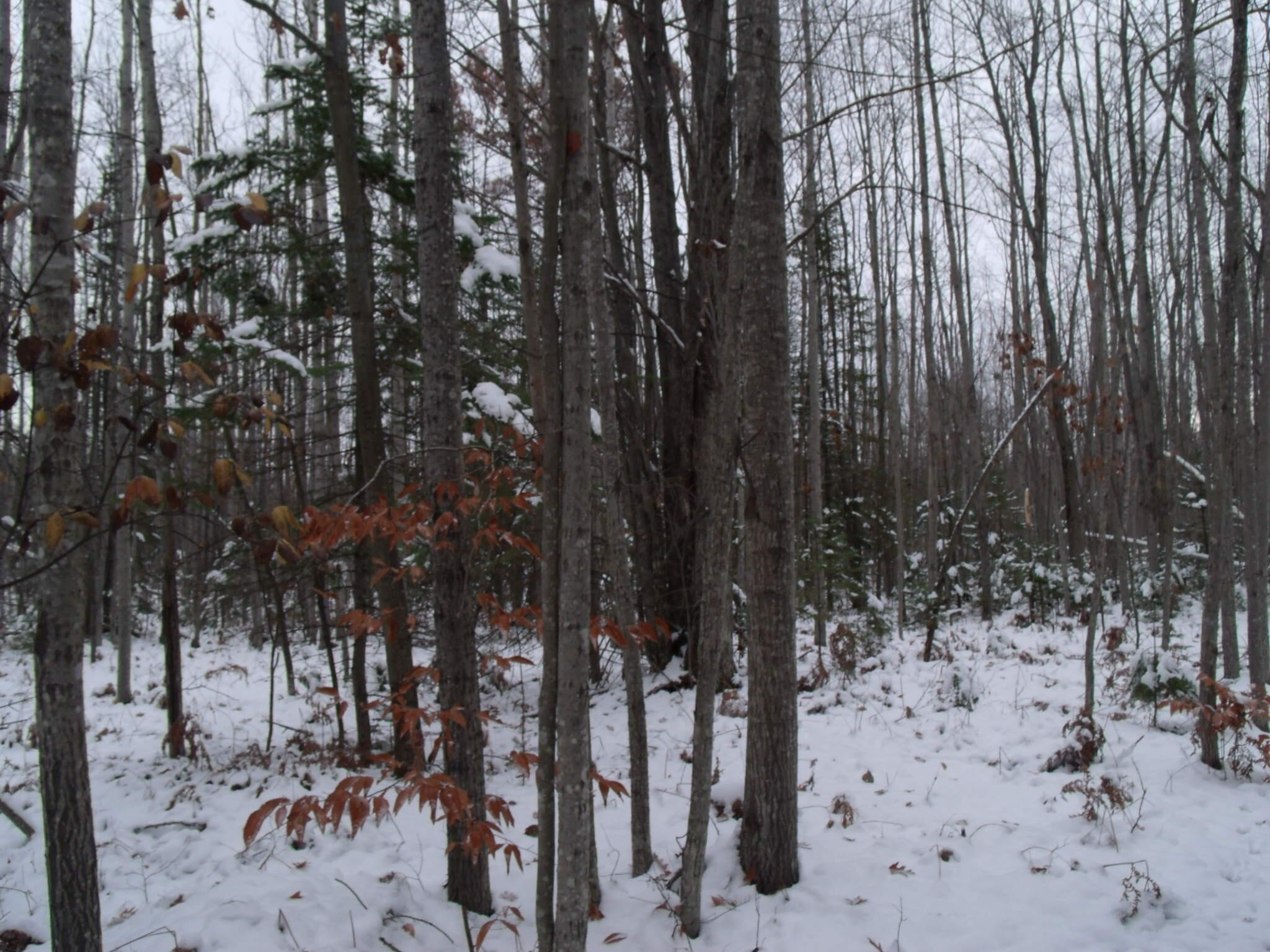 Cheboygan, Michigan 49721, United States, ,Land,Active,249049