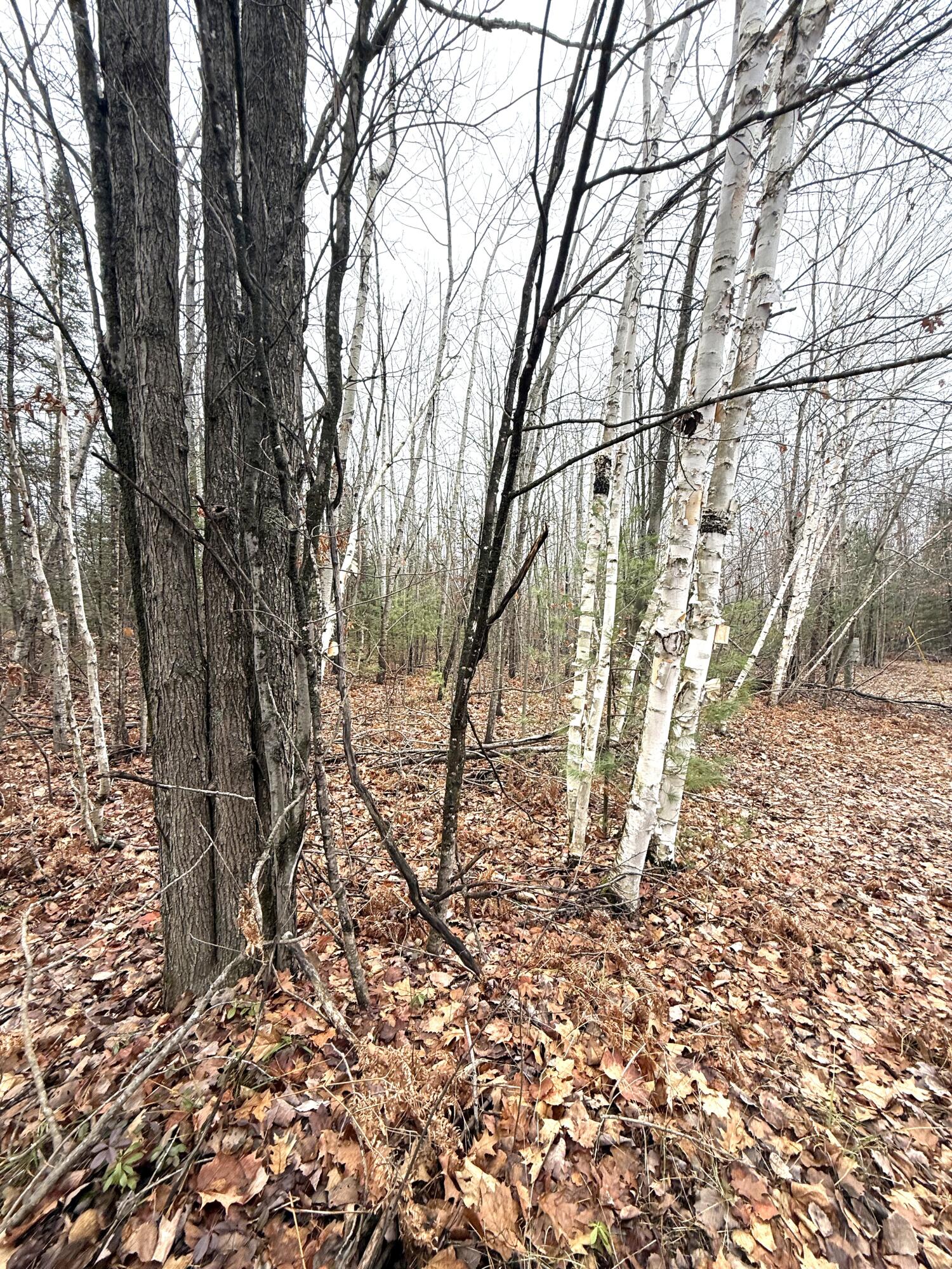 Cheboygan, Michigan 49721, United States, ,Land,Active,249049