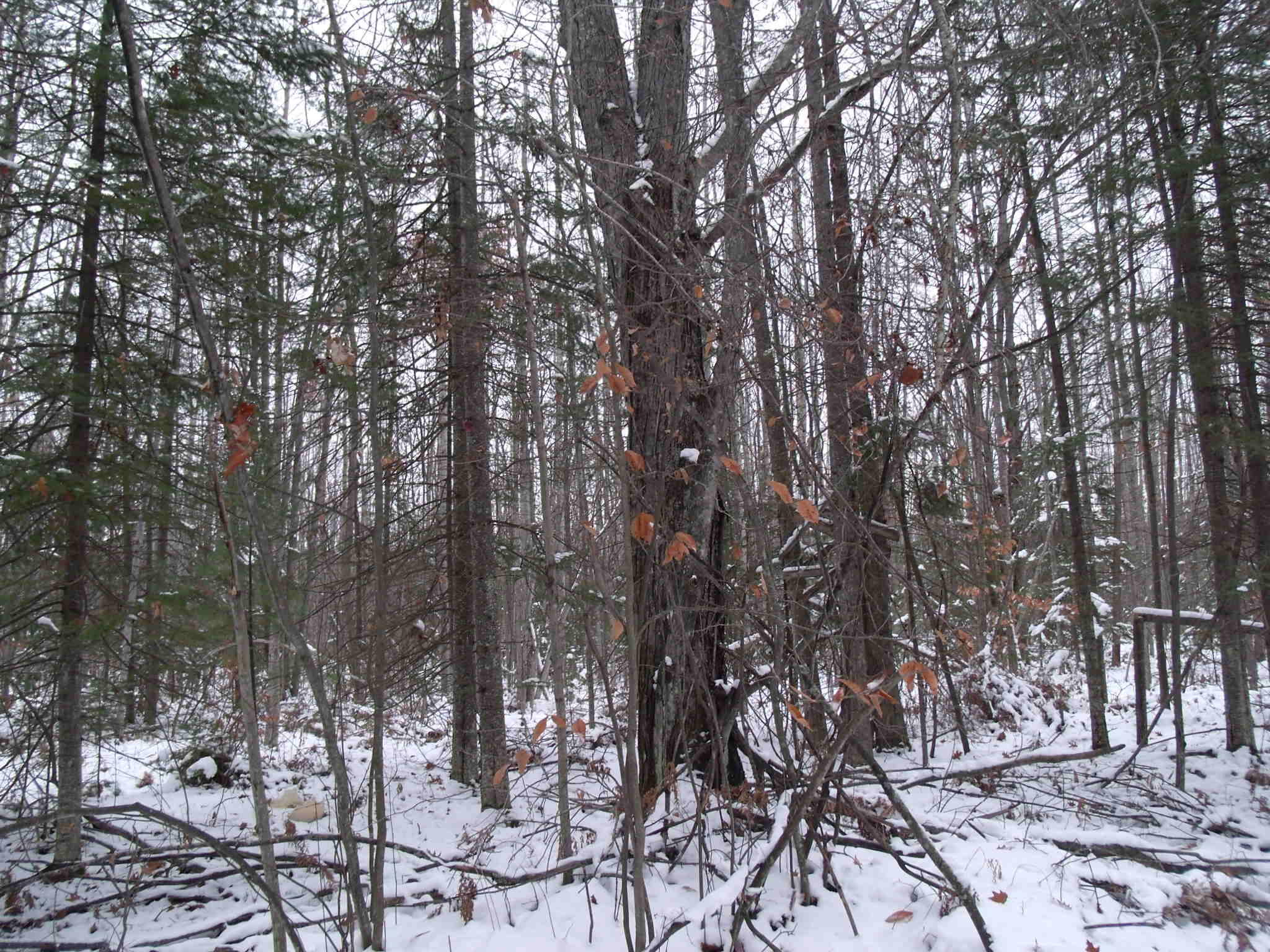 Cheboygan, Michigan 49721, United States, ,Land,Active,249049