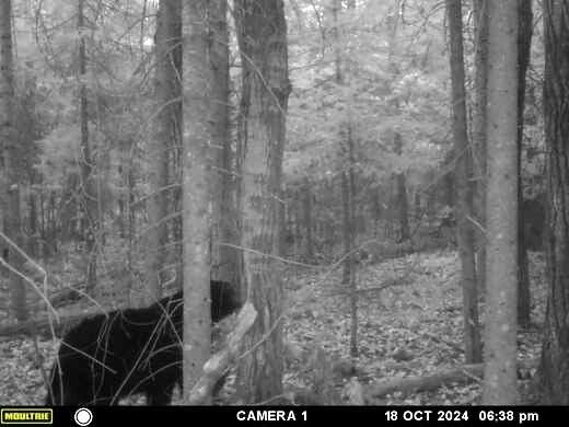 Cheboygan, Michigan 49721, United States, ,Land,Active,249049