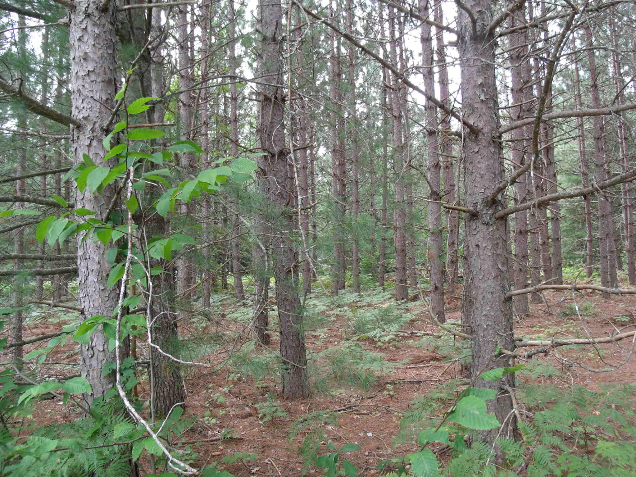 Cheboygan, Michigan 49721, United States, ,Land,Active,202841