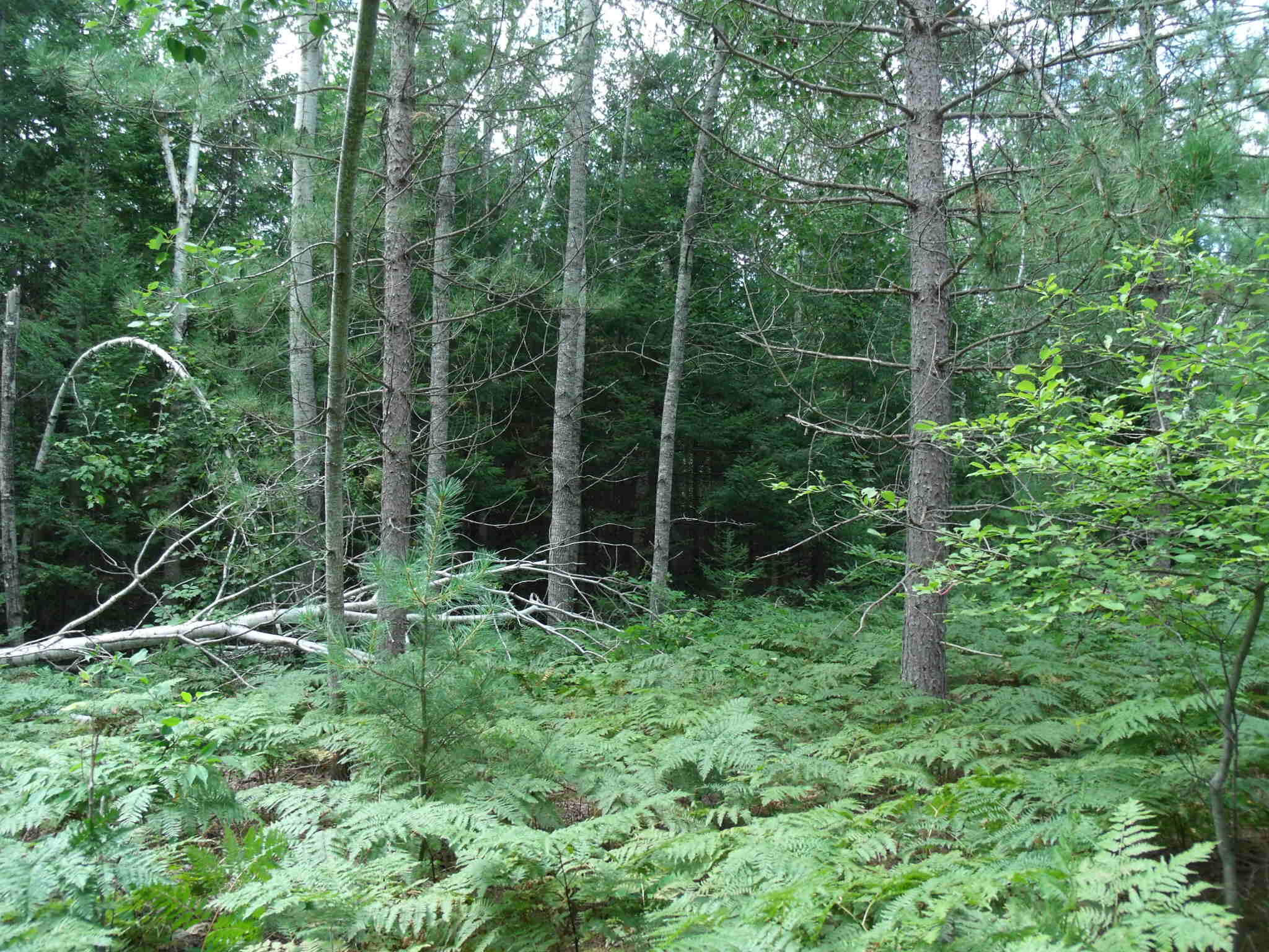 Cheboygan, Michigan 49721, United States, ,Land,Active,202841