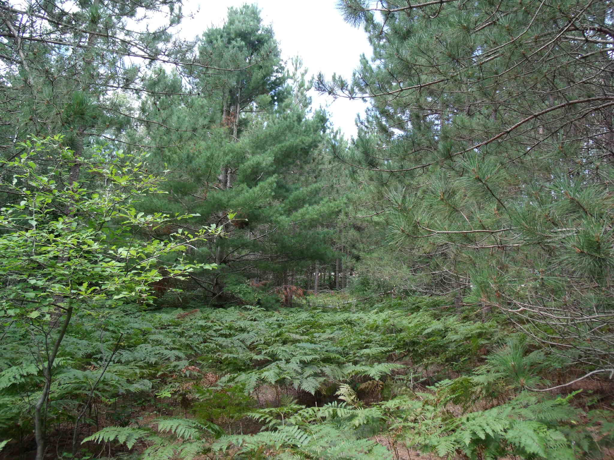 Cheboygan, Michigan 49721, United States, ,Land,Active,202841