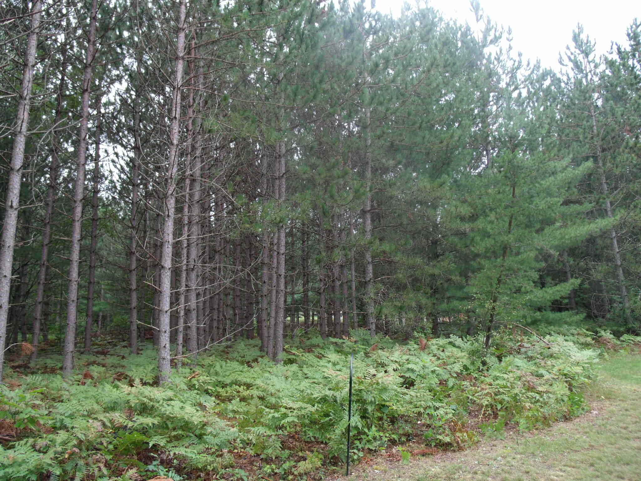 Cheboygan, Michigan 49721, United States, ,Land,Active,202841