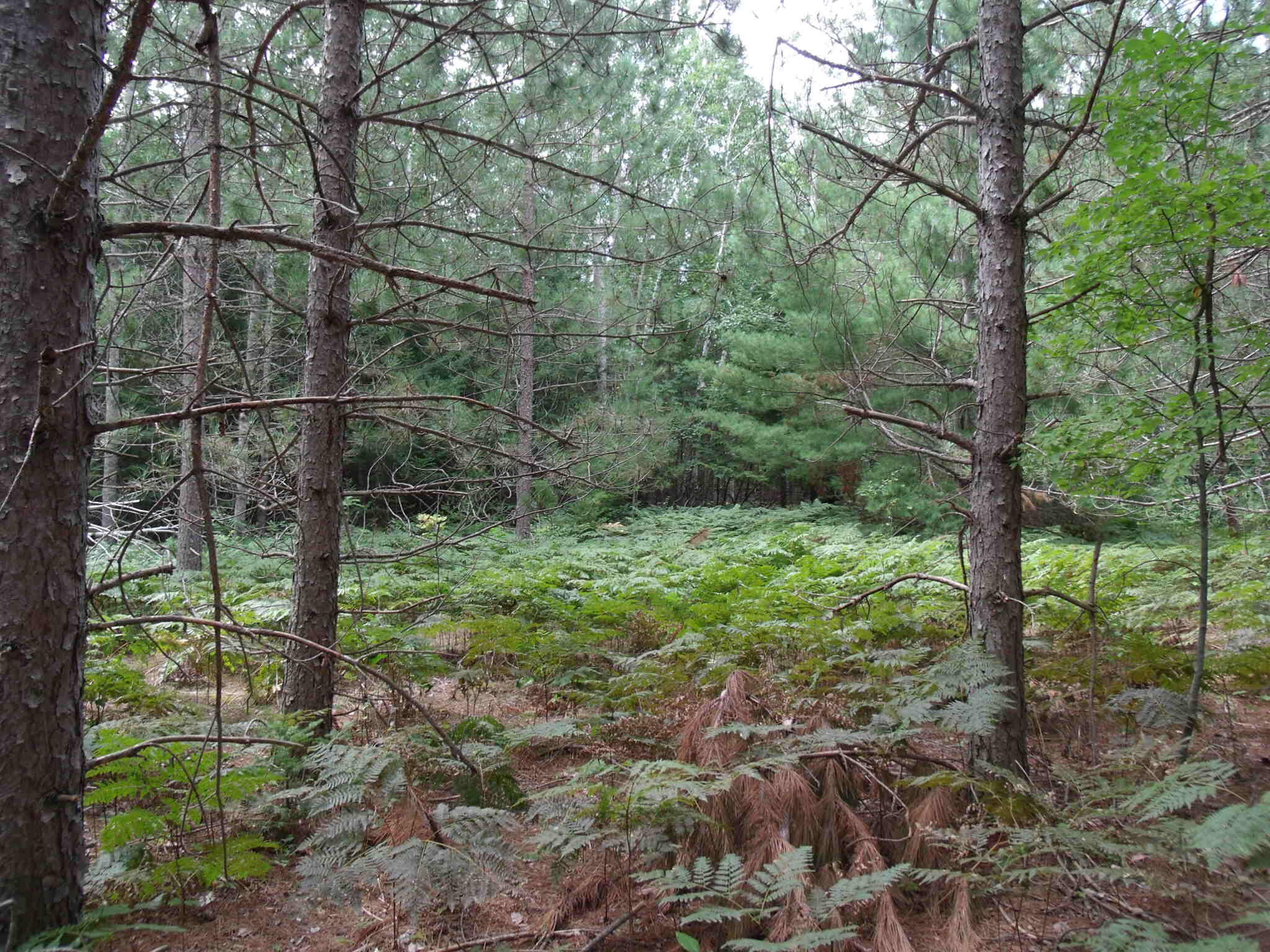 Cheboygan, Michigan 49721, United States, ,Land,Active,202841