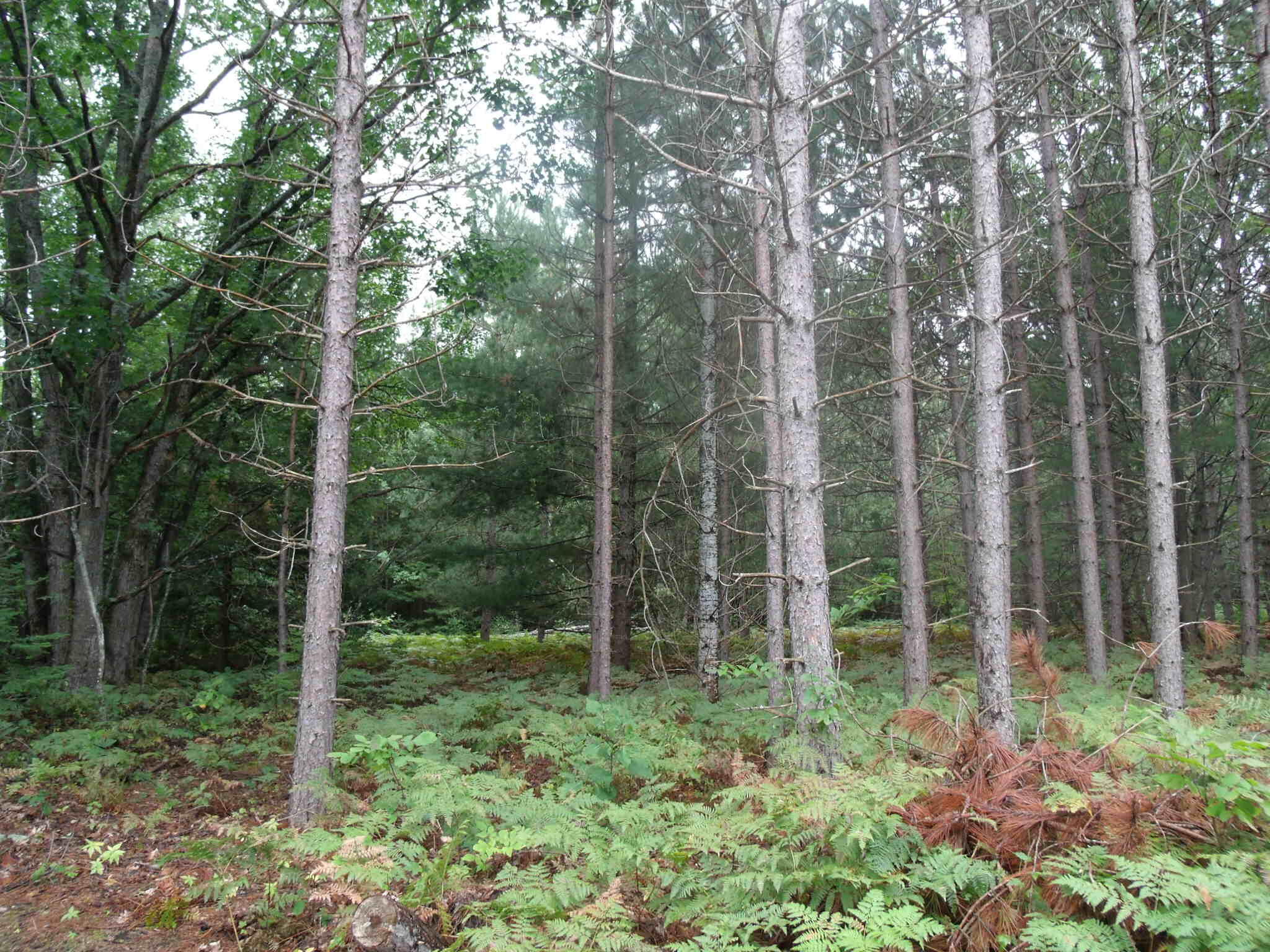 Cheboygan, Michigan 49721, United States, ,Land,Active,202841