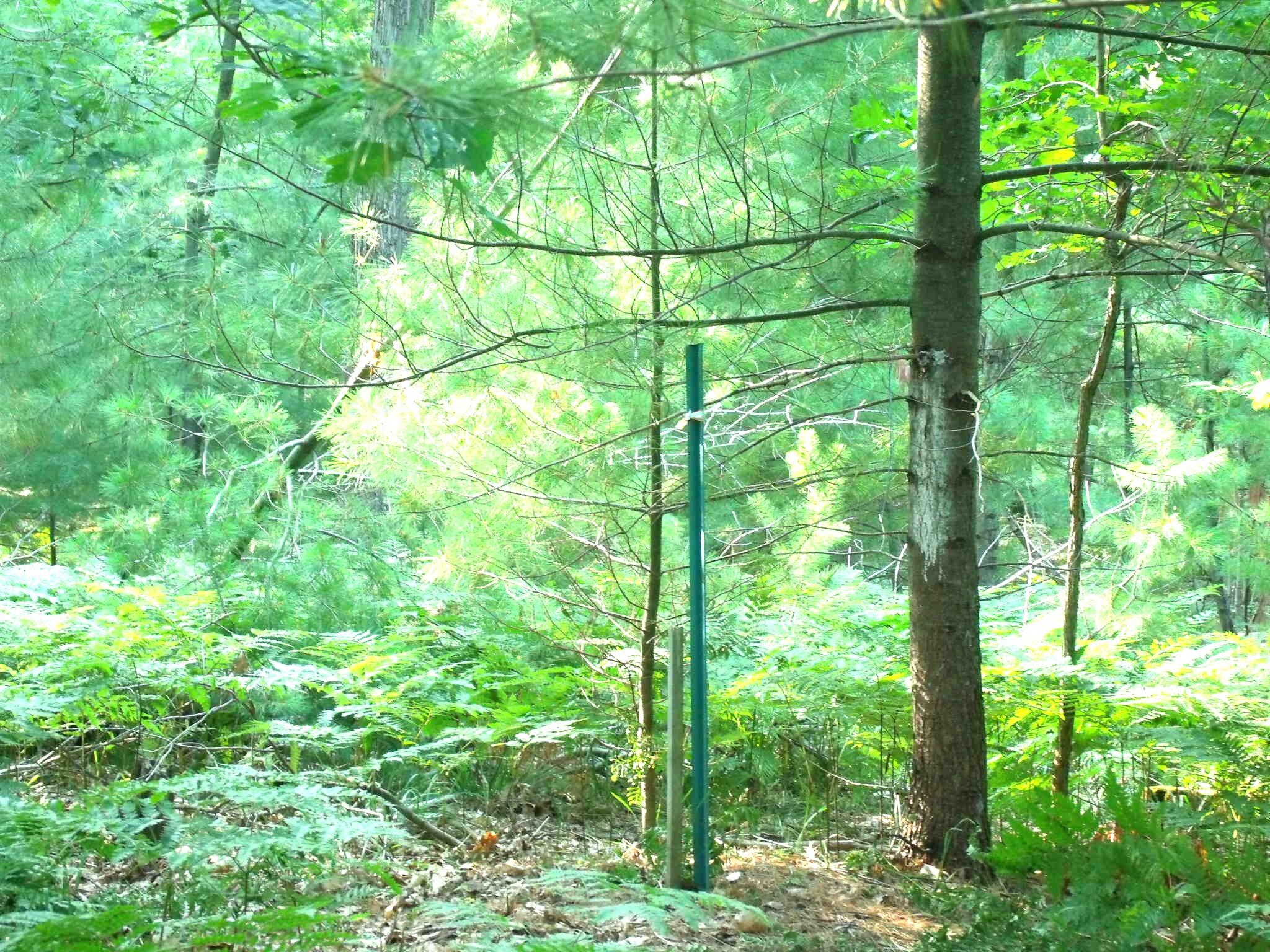 Indian River, Michigan 49749, United States, 4 Bedrooms Bedrooms, ,3 BathroomsBathrooms,Residential,Active,202039