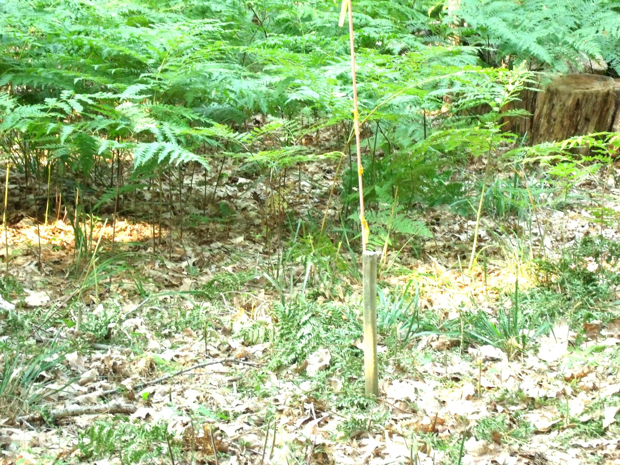 Indian River, Michigan 49749, United States, 4 Bedrooms Bedrooms, ,3 BathroomsBathrooms,Residential,Active,202039