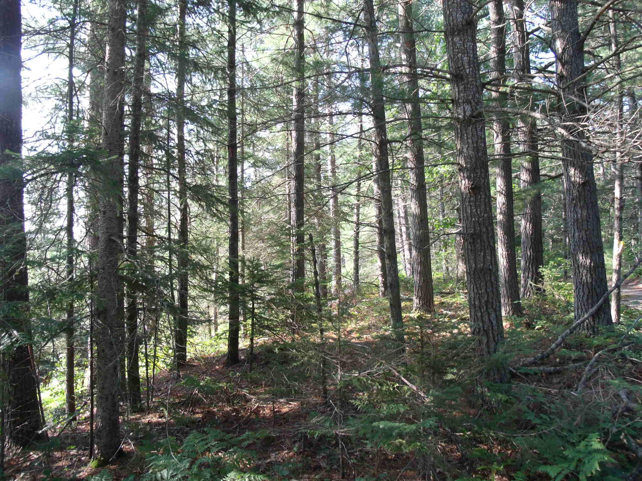 Indian River, Michigan 49749, United States, ,Land,Contingent,61867