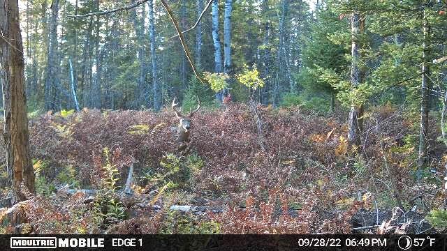 Indian River, Michigan 49749, United States, ,Land,Contingent,61867