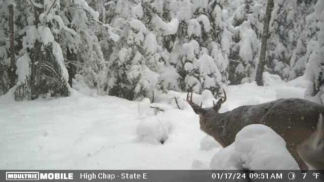 Indian River, Michigan 49749, United States, ,Land,Contingent,61867