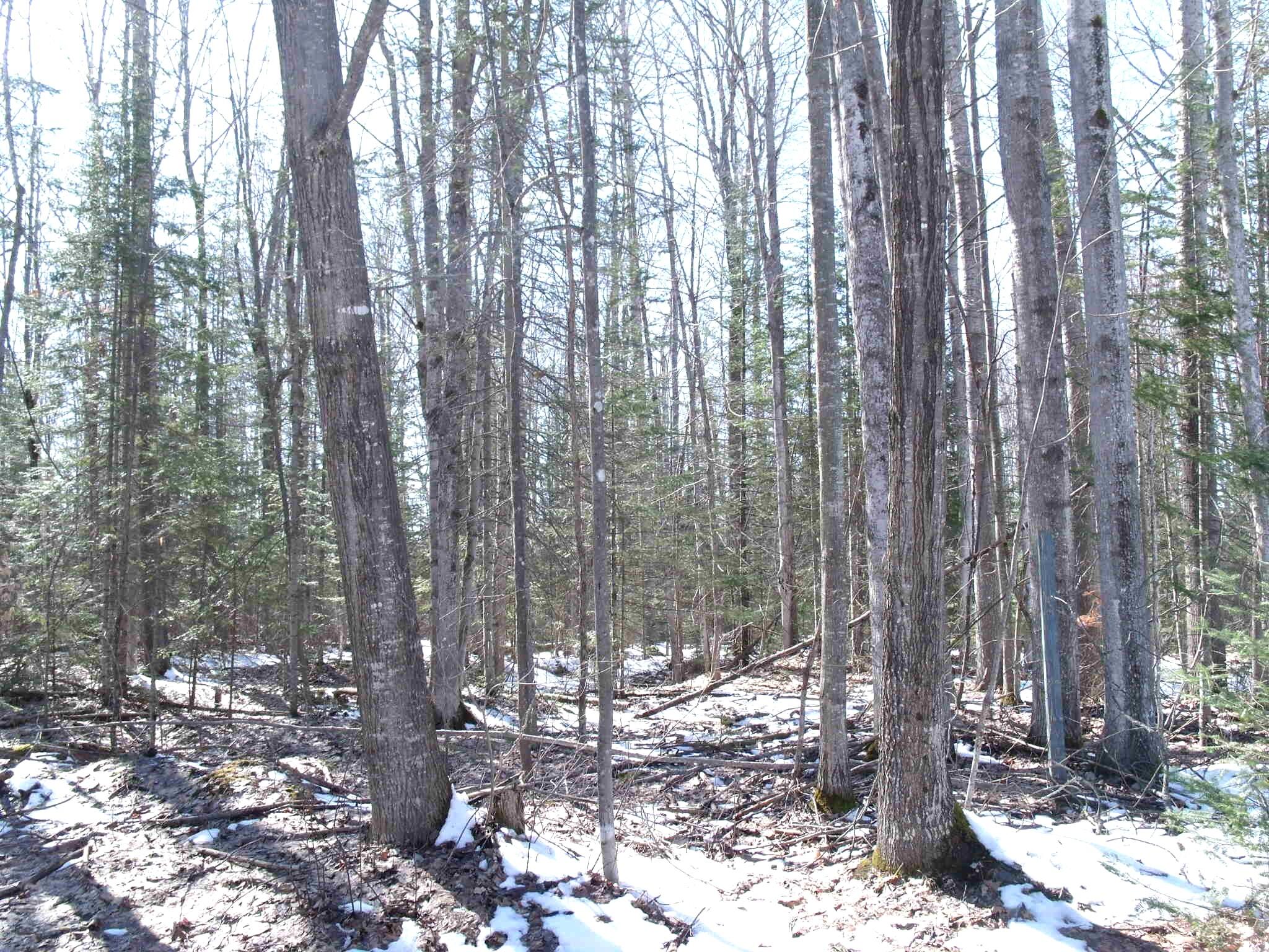 Indian River, Michigan 49749, United States, ,Land,Active,97559