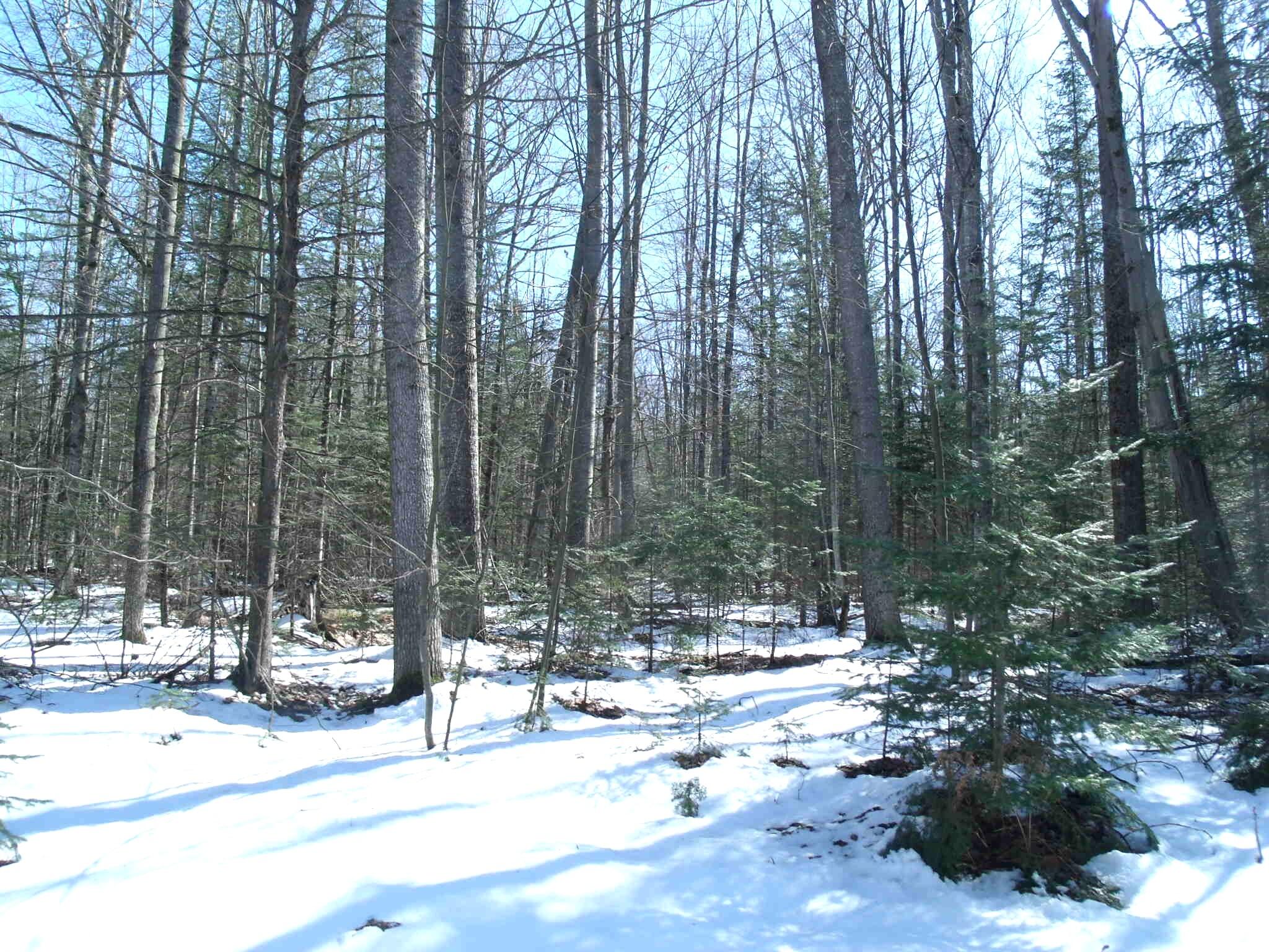 Indian River, Michigan 49749, United States, ,Land,Active,97559