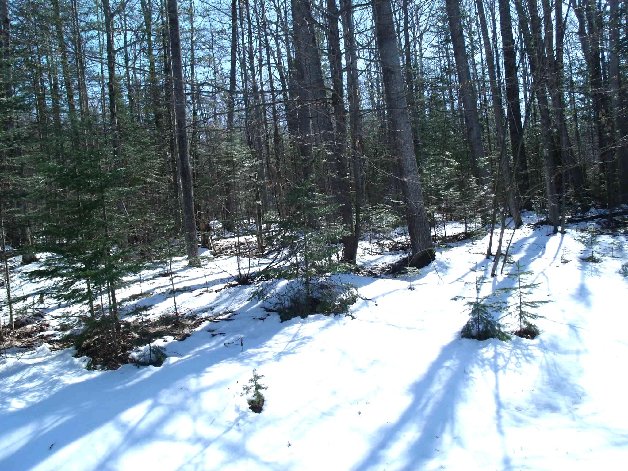 Indian River, Michigan 49749, United States, ,Land,Active,97559