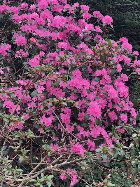 Cullowhee, North Carolina 28723, United States, 3 Bedrooms Bedrooms, ,4 BathroomsBathrooms,Residential,Active,111958