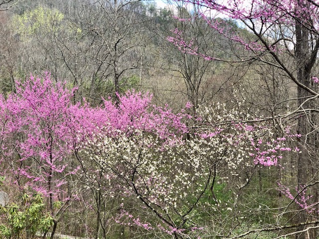 Cullowhee, North Carolina 28723, United States, 3 Bedrooms Bedrooms, ,4 BathroomsBathrooms,Residential,Active,111958