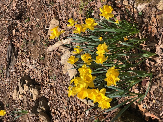 Cullowhee, North Carolina 28723, United States, 3 Bedrooms Bedrooms, ,4 BathroomsBathrooms,Residential,Active,111958