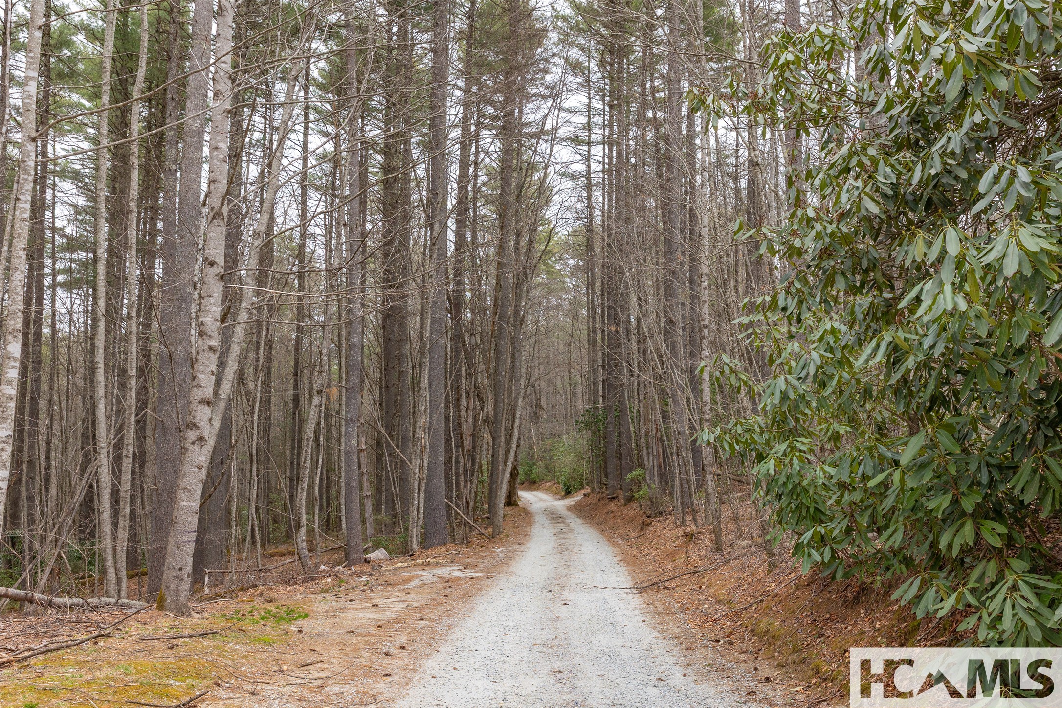 Tr A Fenley Forest Trail