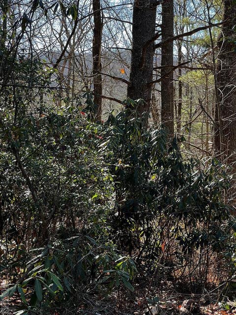 Photo for 21 Wildcat Lane