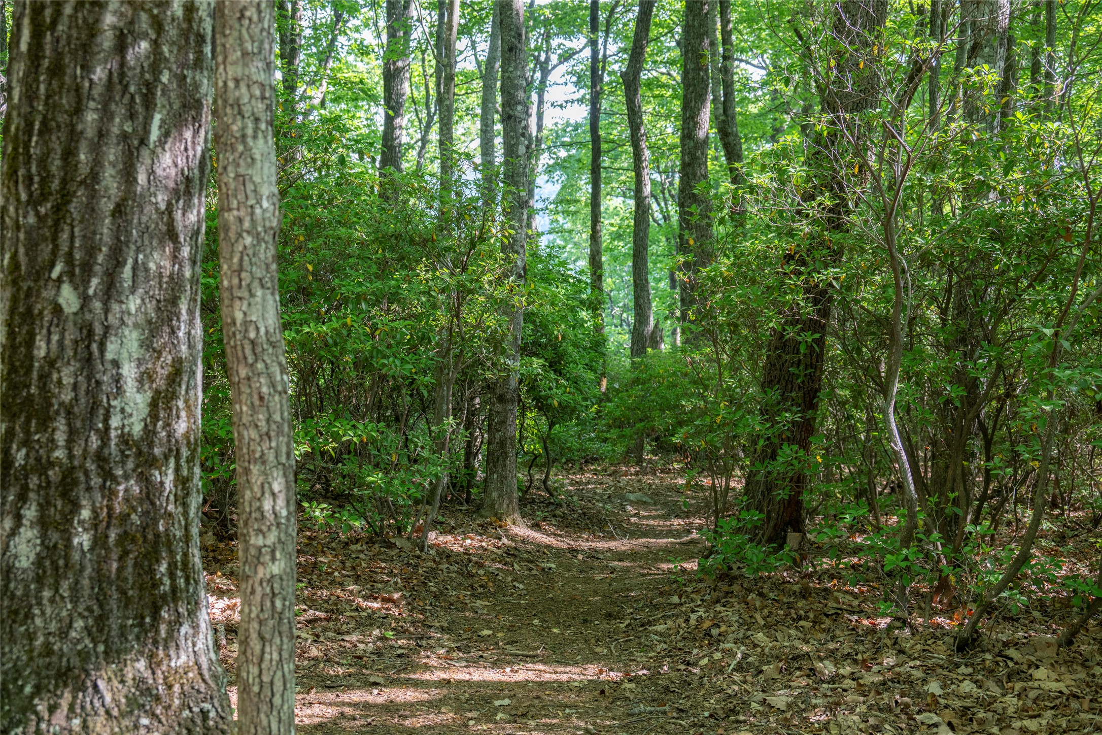 TMI 33 Toxaway Drive