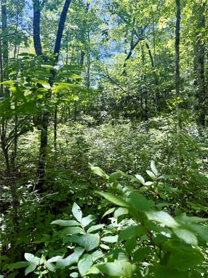 TBD INDIAN LAKE ROAD, LAKE TOXAWAY, NC 28747 - Image d2ca371a6a81f1bb81c3a5ebfccf0abf/3403848393