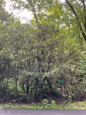 N/A AZALEA WOODS DRIVE, HIGHLANDS, NC 28741 - Image d64df5773d93cdca00ae2a06dccb28d3/989459023
