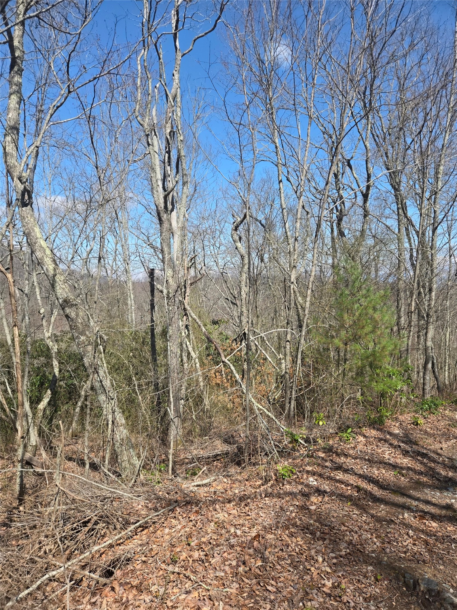 67 Wolf Knob Road