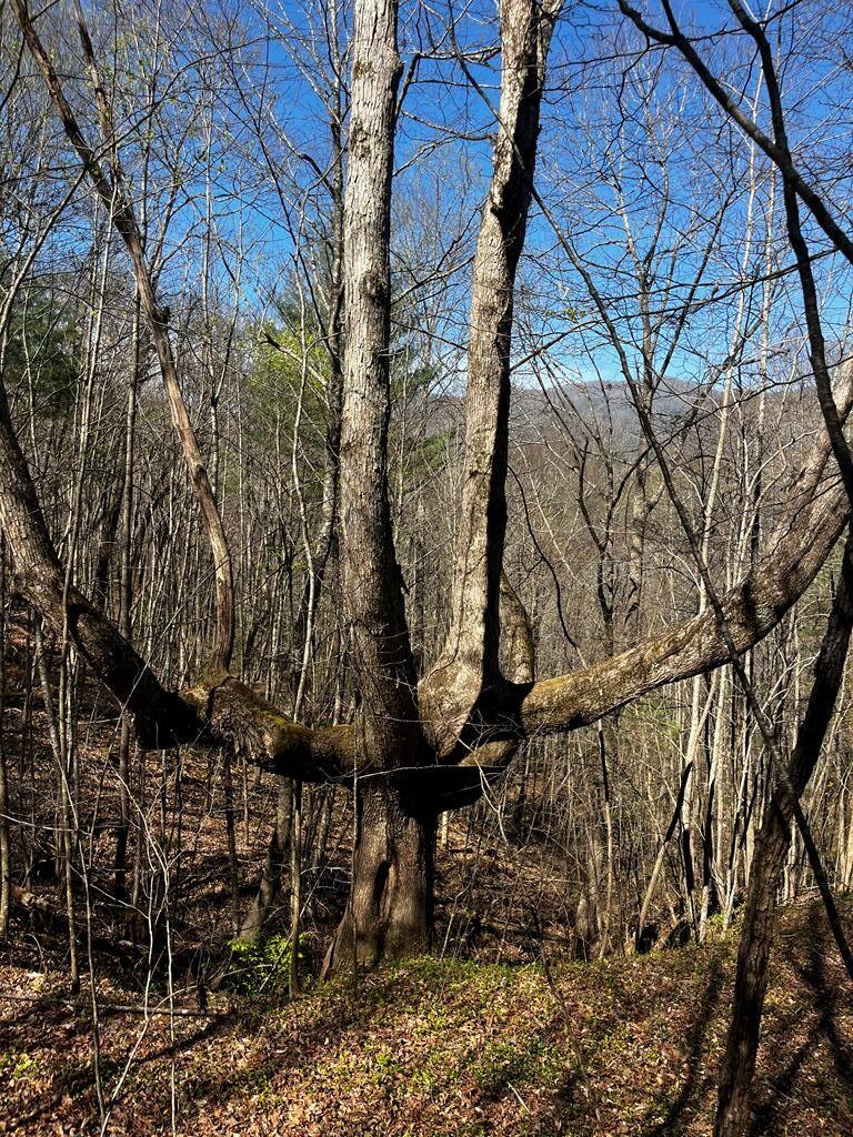 Photo of 00 Leon Barron Rd, Sylva, NC 28779 (MLS # 26047780)