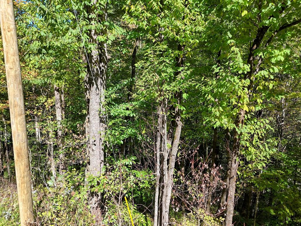 Lot 16 Off Buckey Haven Rd