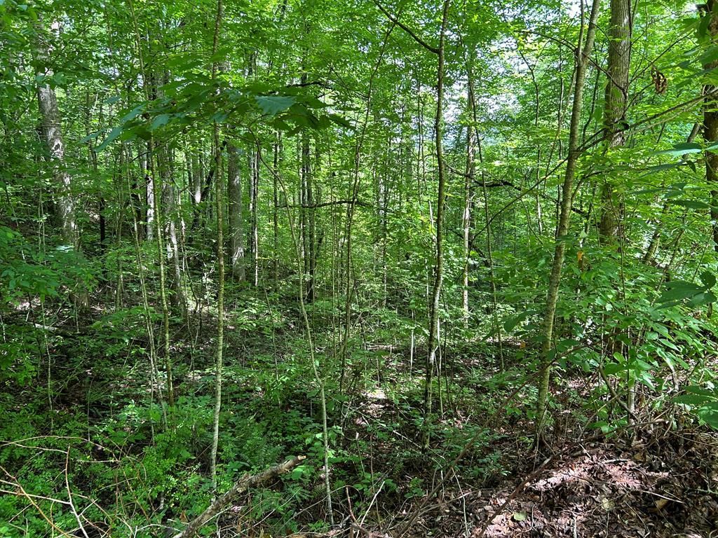 Photo of Lot 50 Grand View Estates, Whittier, NC 28789 (MLS # 26041785)