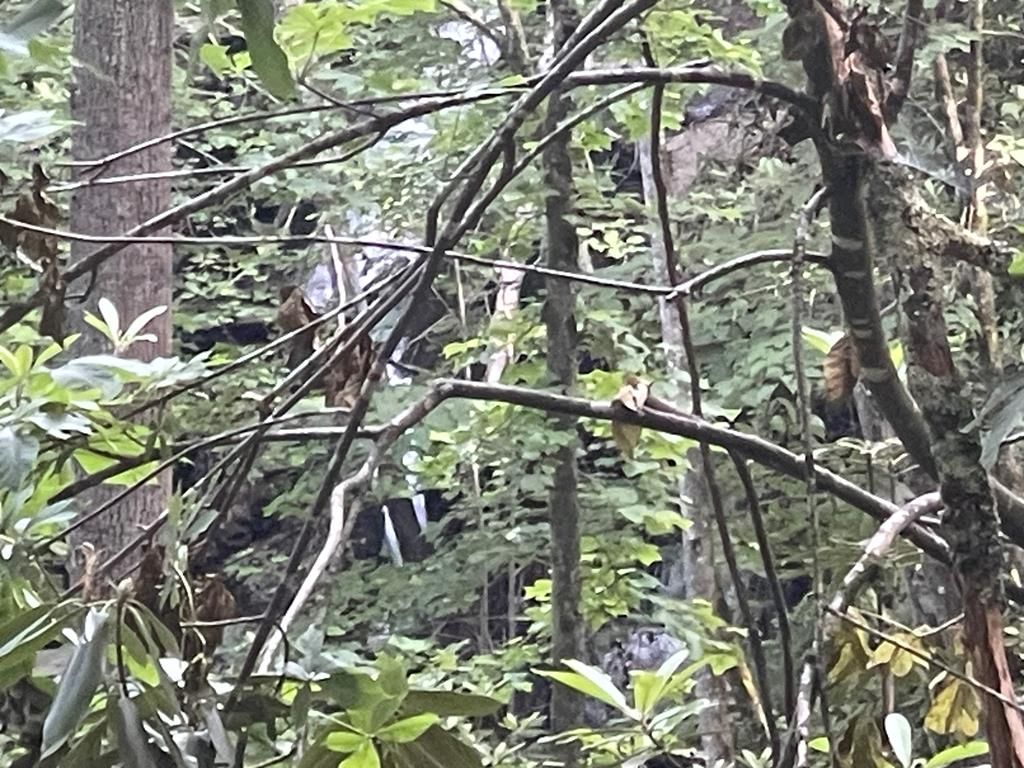 Photo of 2600 Canada Road, Tuckasegee, NC 28783 (MLS # 26041213)