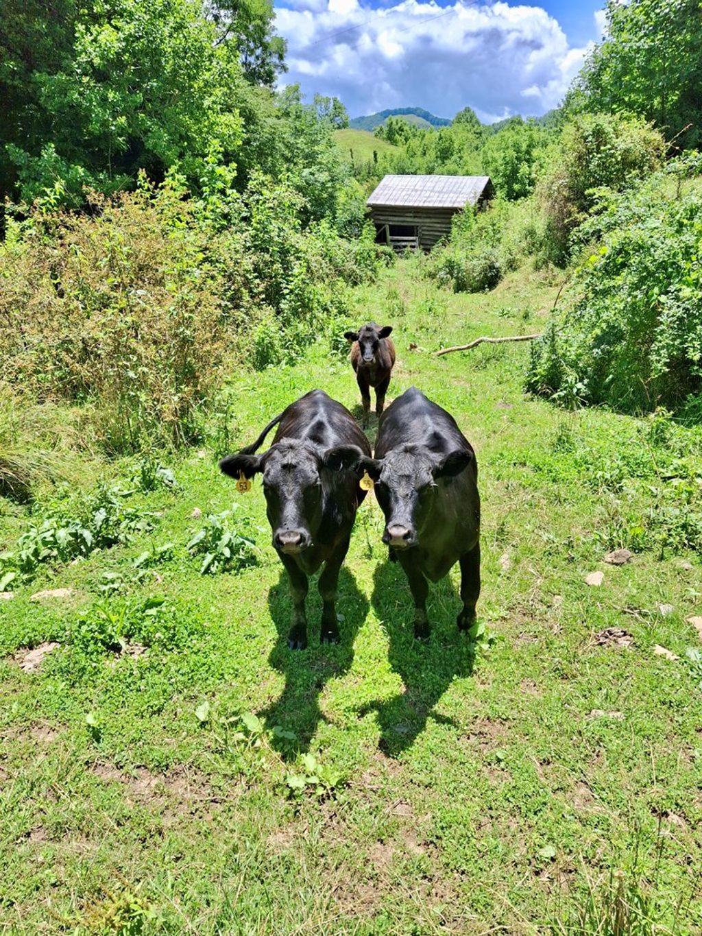 Photo of 2087 Henry Road, Sylva, NC 28779 (MLS # 26041332)