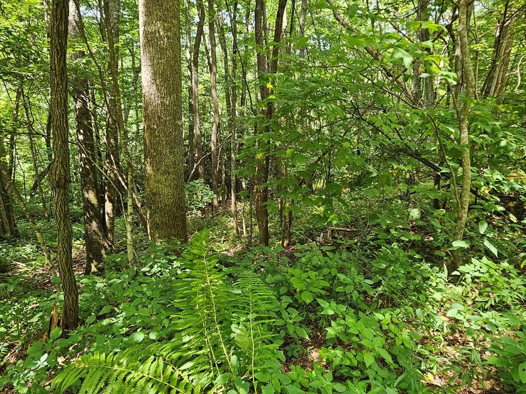 Photo of 11 Hound Dog Trail, Bryson City, NC 28713 (MLS # 26031426)