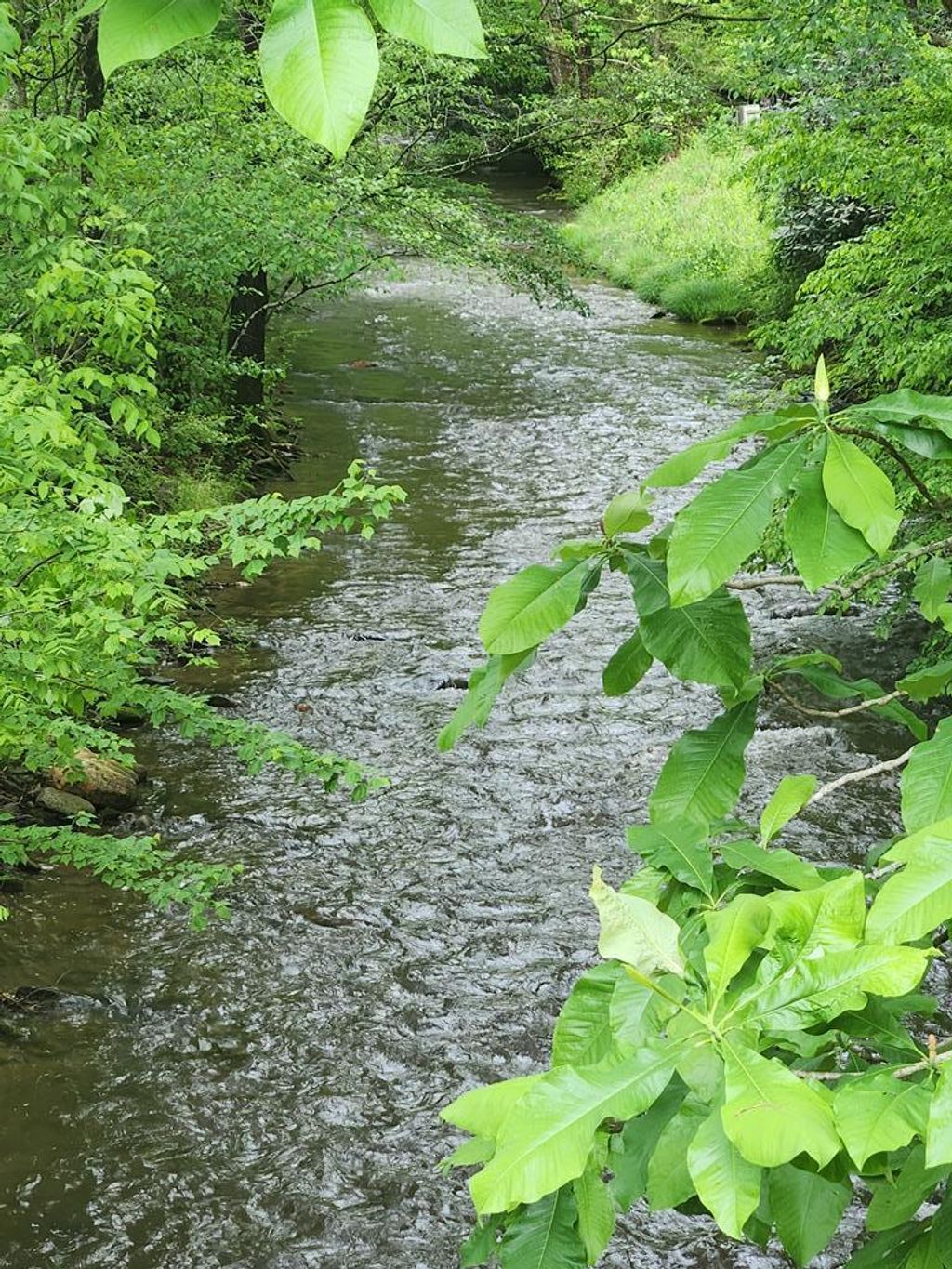 Photo of 0 Lee Cochran Rd, Bryson City, NC 28713 (MLS # 26047163)